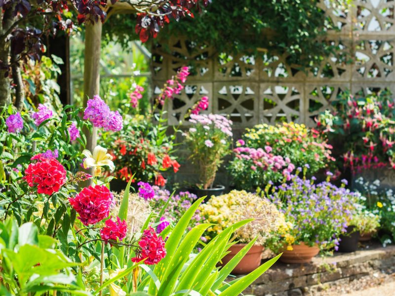 How to make your garden more colourful