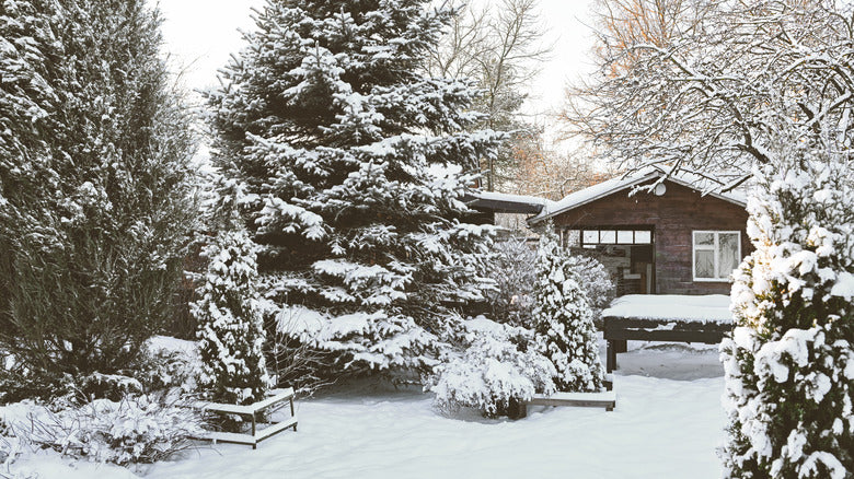 Caring For Your Garden This Winter!